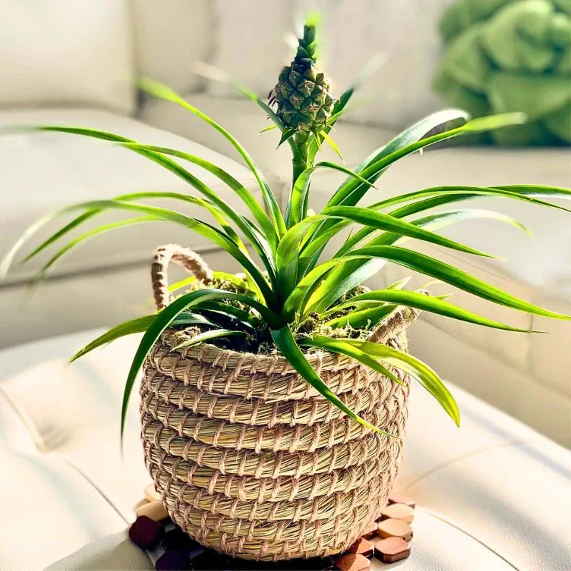 The Stunning Display of the Pineapple Plant