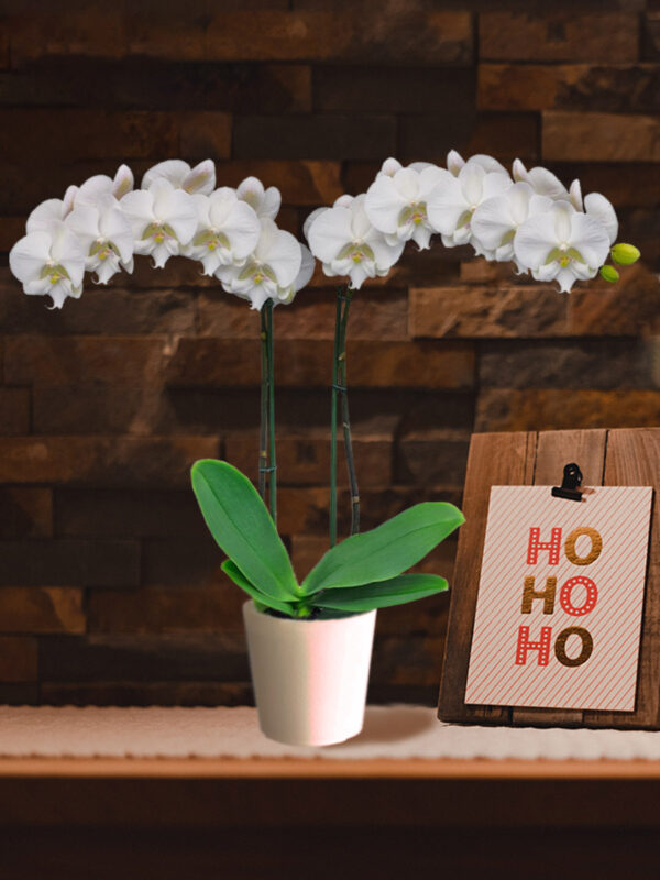 Floricultura Tips the Best Phalaenopsis for a Fabulous Christmas - Phalaenopsis Air Time