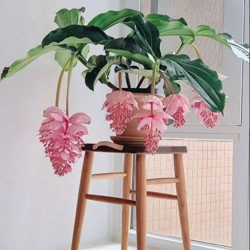 Medinilla Magnifica Plant, a Stunning Tropical Houseplant With Showy, Flamboyant Flowers