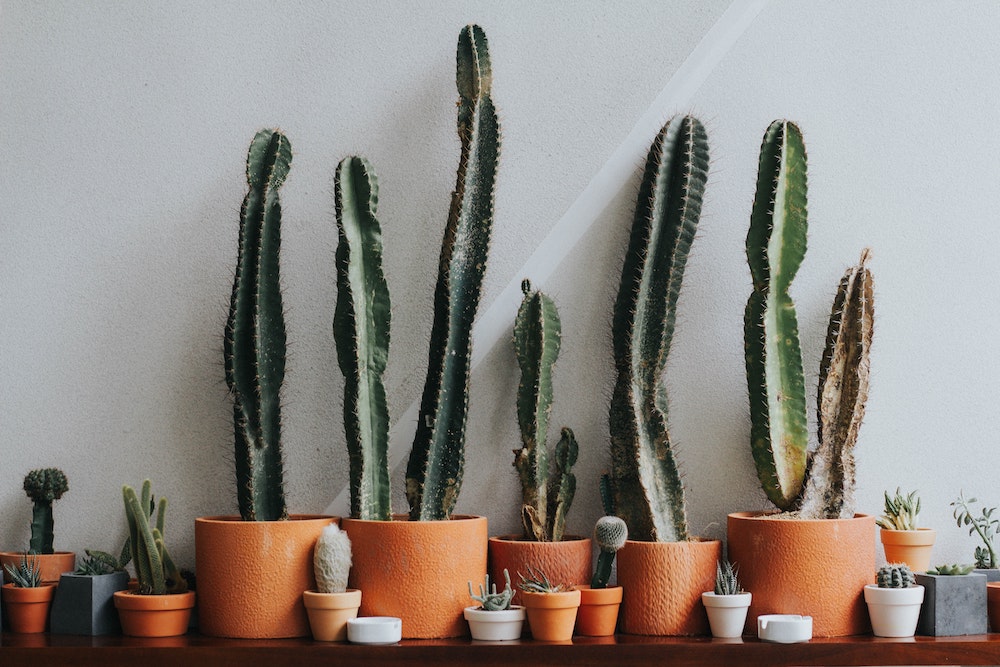 7 Cacti That Will Look Great in Your Plant Collection