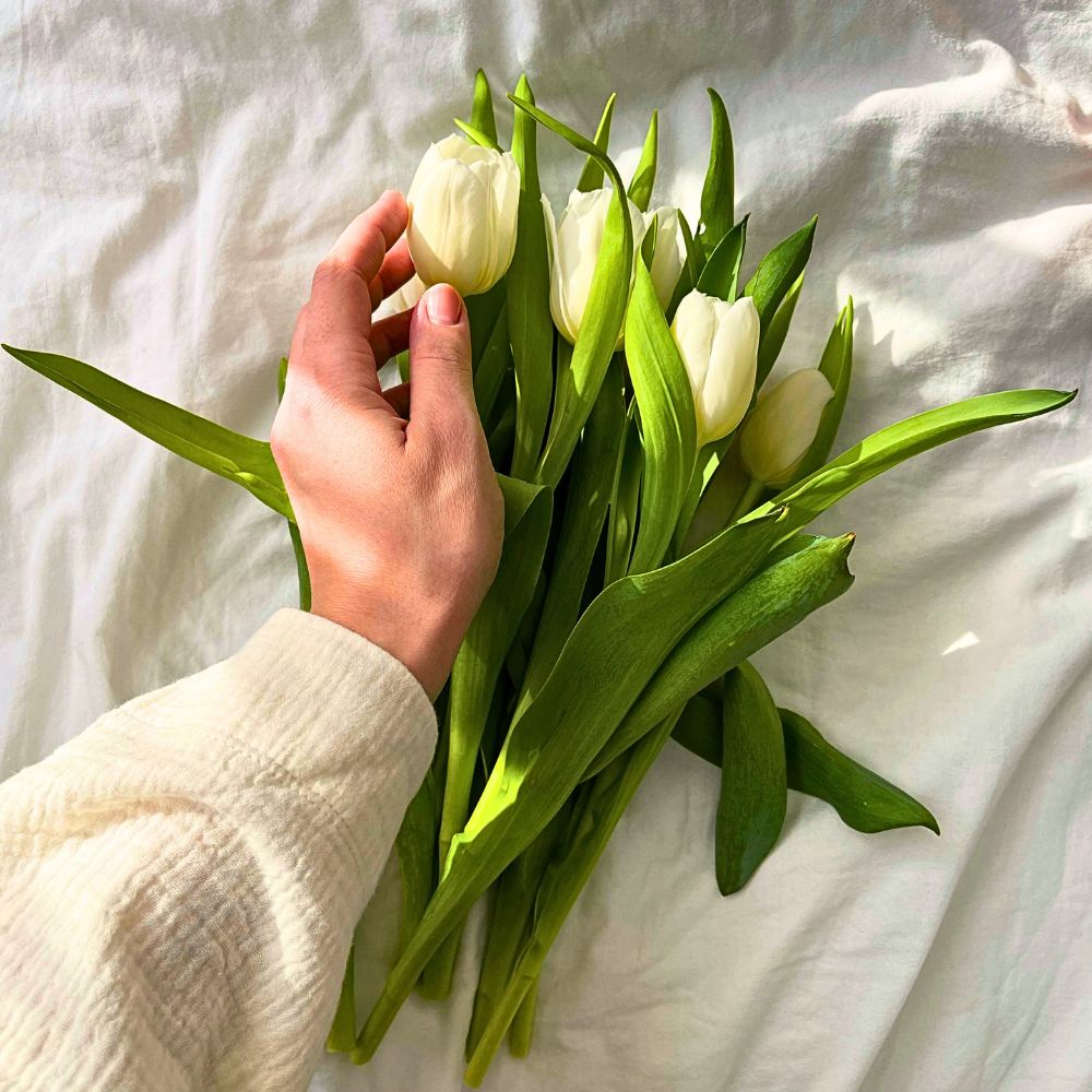 Hand reaching for white tulips on a white sheet.