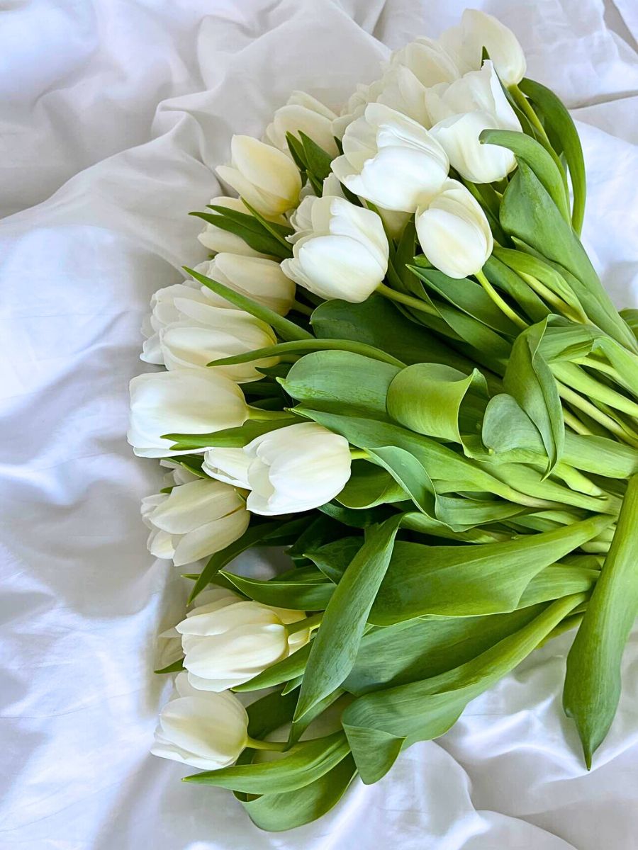 White tulips on a soft, white fabric backdrop.