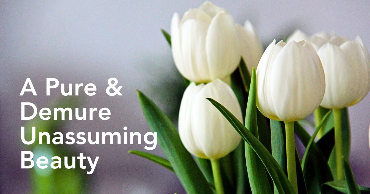 White Tulips and Their Meanings, Symbolism and Cultural Significance