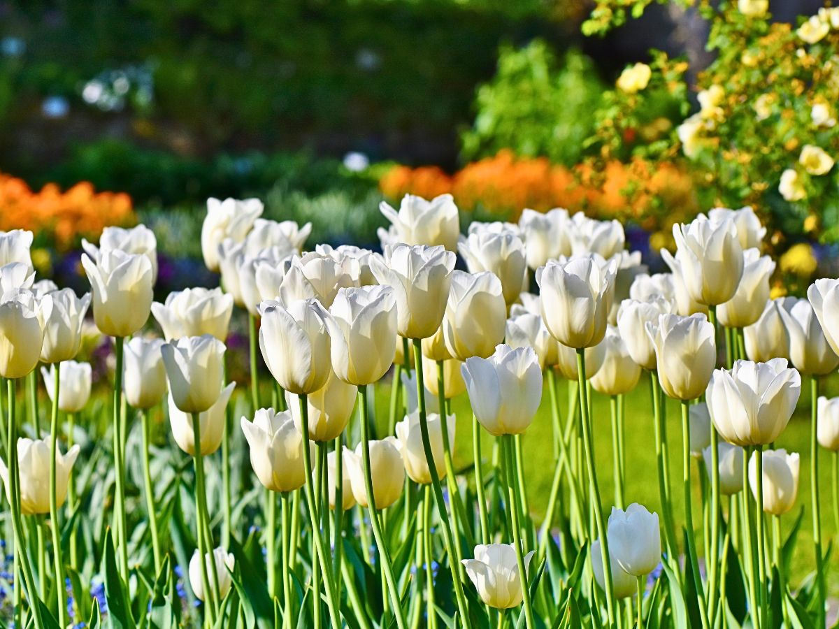 Field of white tulips with colorful flowers behind.