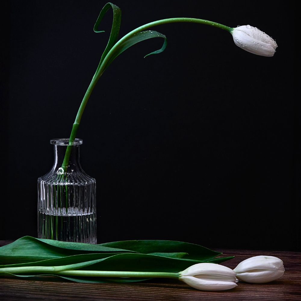 Single tulip in a vase with green leaves.