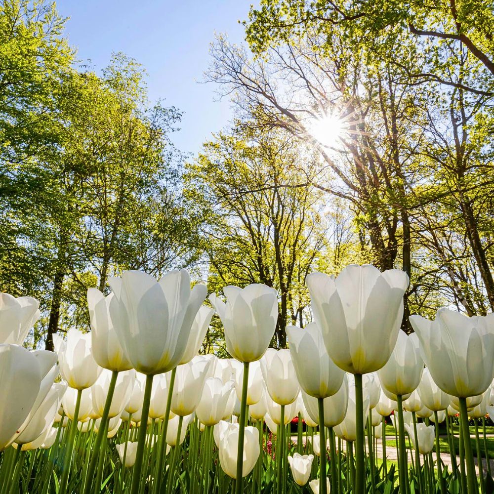 Sunlight shines over a field of white tulips.