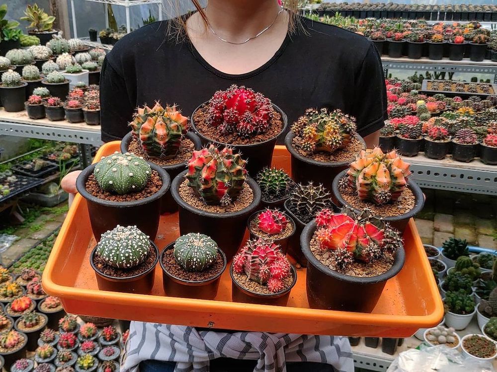 types of cactus plants with flowers