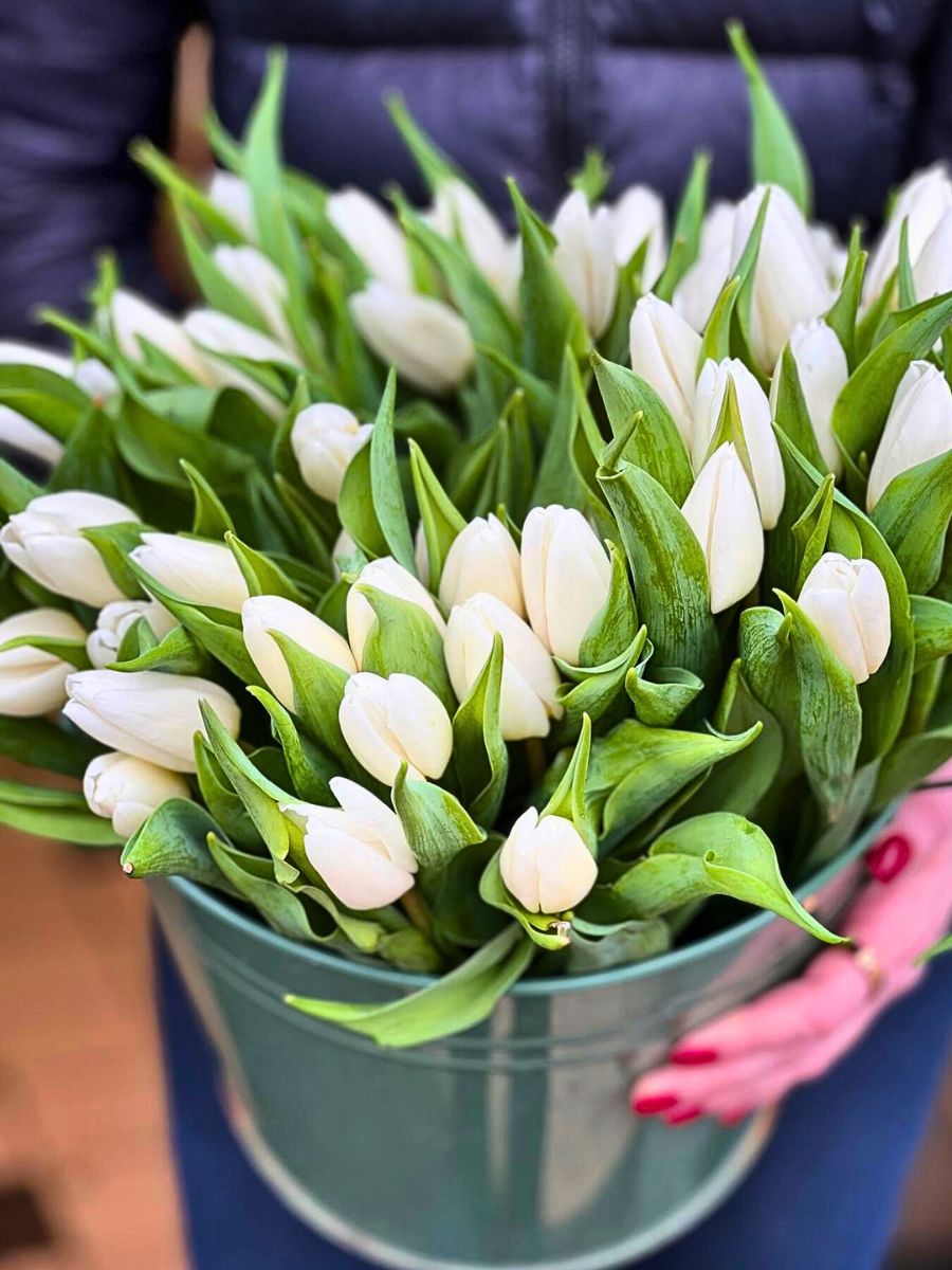 Person holding a green bucket of white tulips.