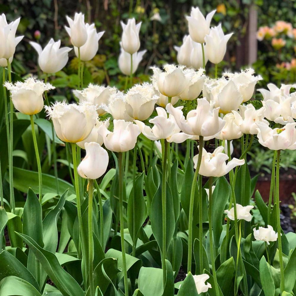 Field of white tulips with lush green leaves.