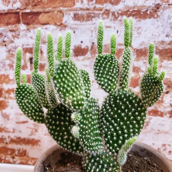 7 Cacti That Will Look Great in Your Plant Collection Bunny Ear Cactus