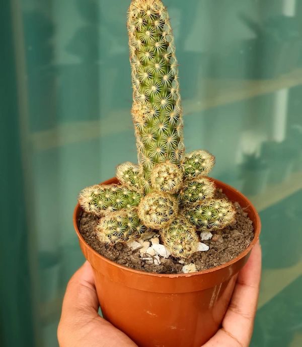 7 Cacti That Will Look Great in Your Plant Collection Ladyfinger Cactus