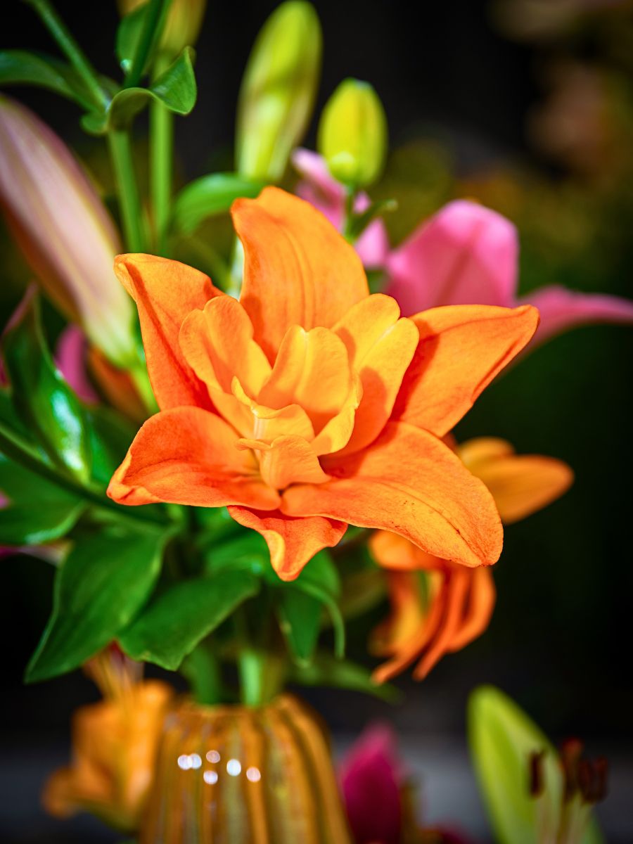 orange lily flower by bredefleur