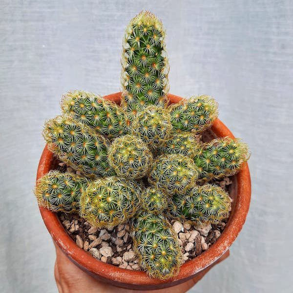 7 Cacti That Will Look Great in Your Plant Collection Ladyfinger Cactus