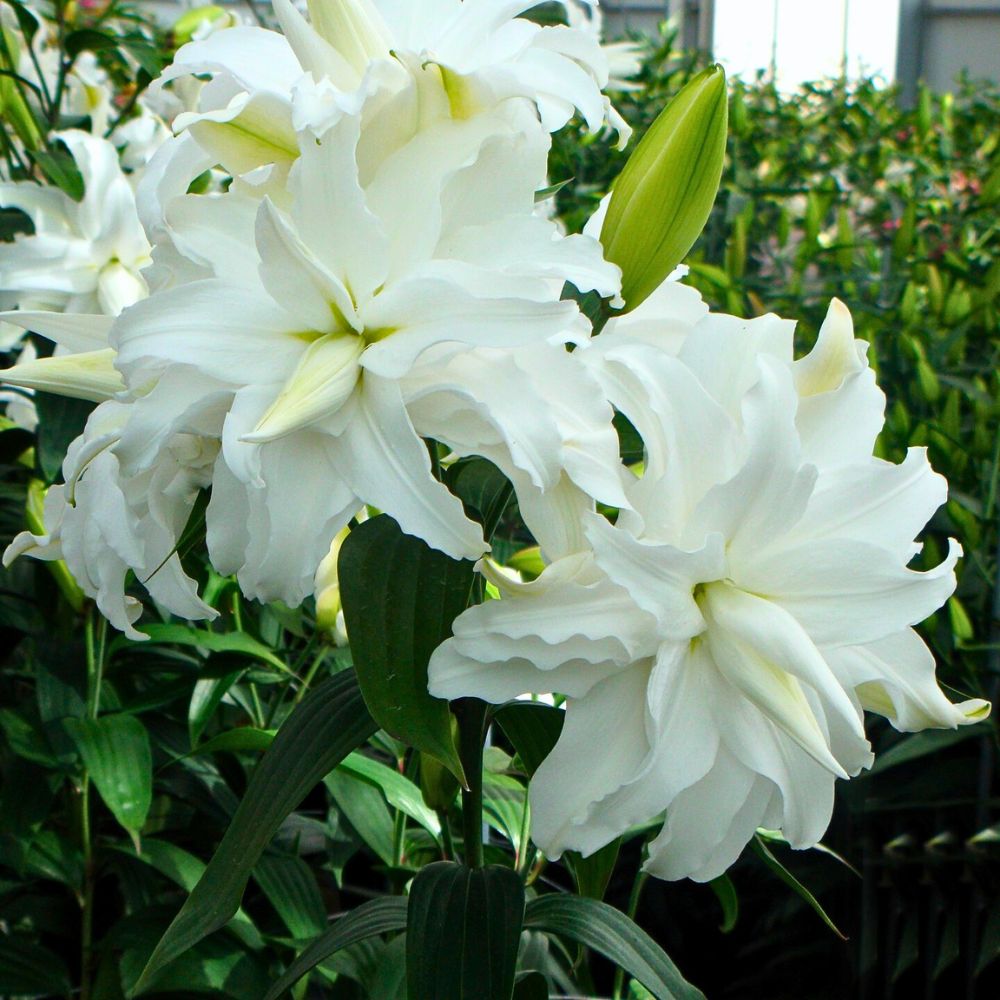 white oriental lilies