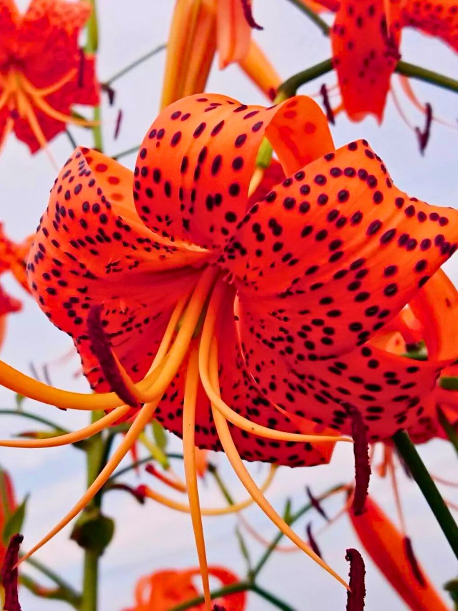 the captivating tiger lily flowers