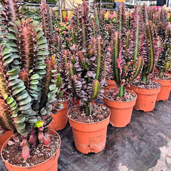 Euphorbia Trigona African Milk Tree Cactus