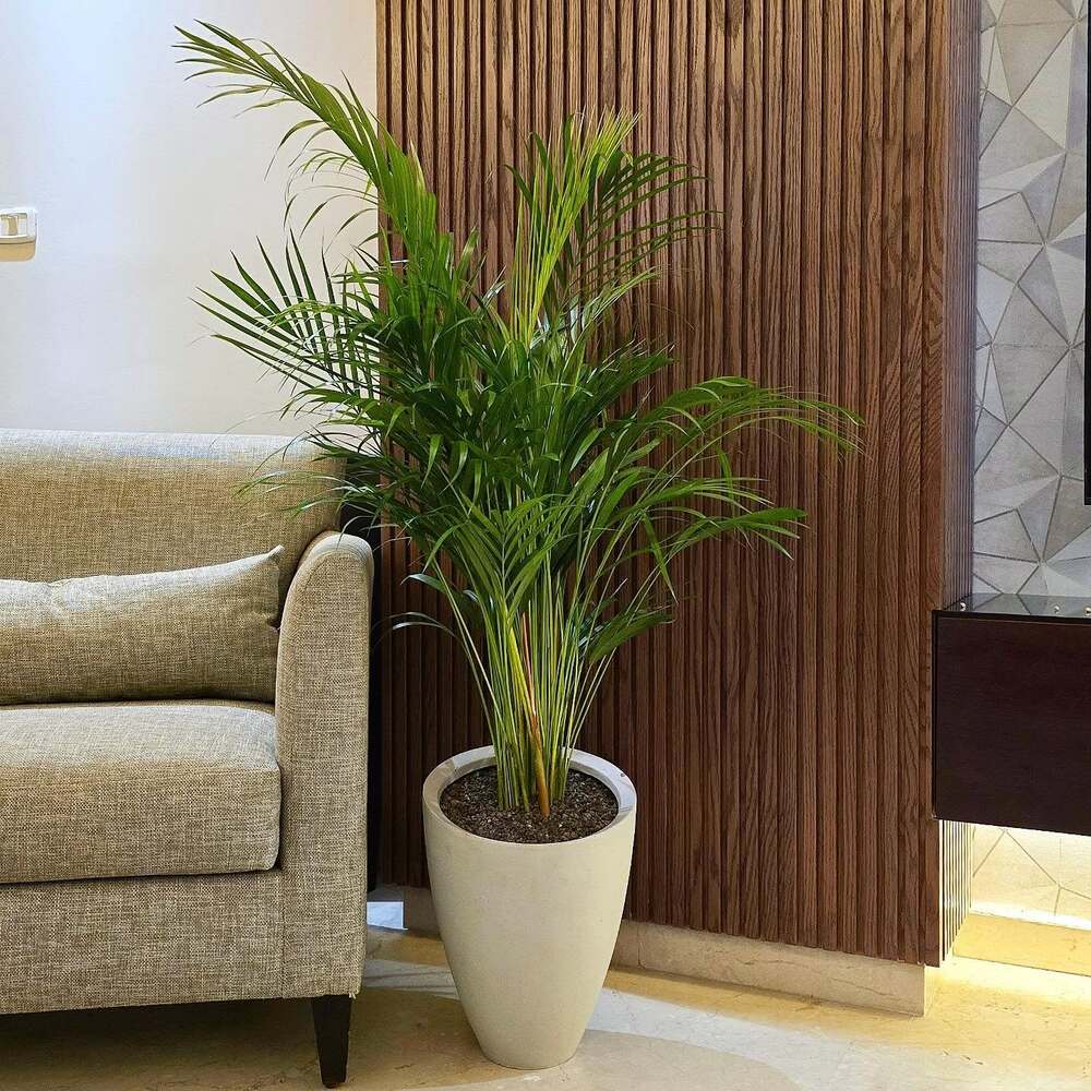 Areca palm tree for home