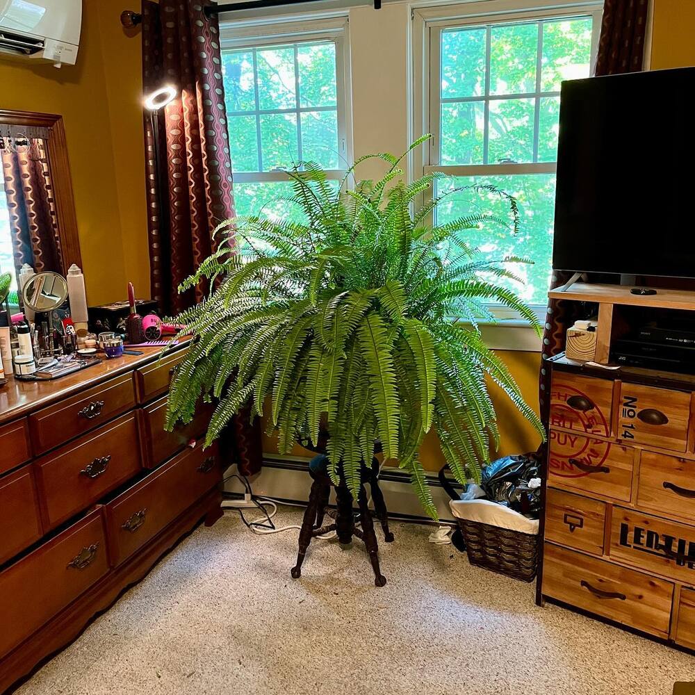 boston fern in room