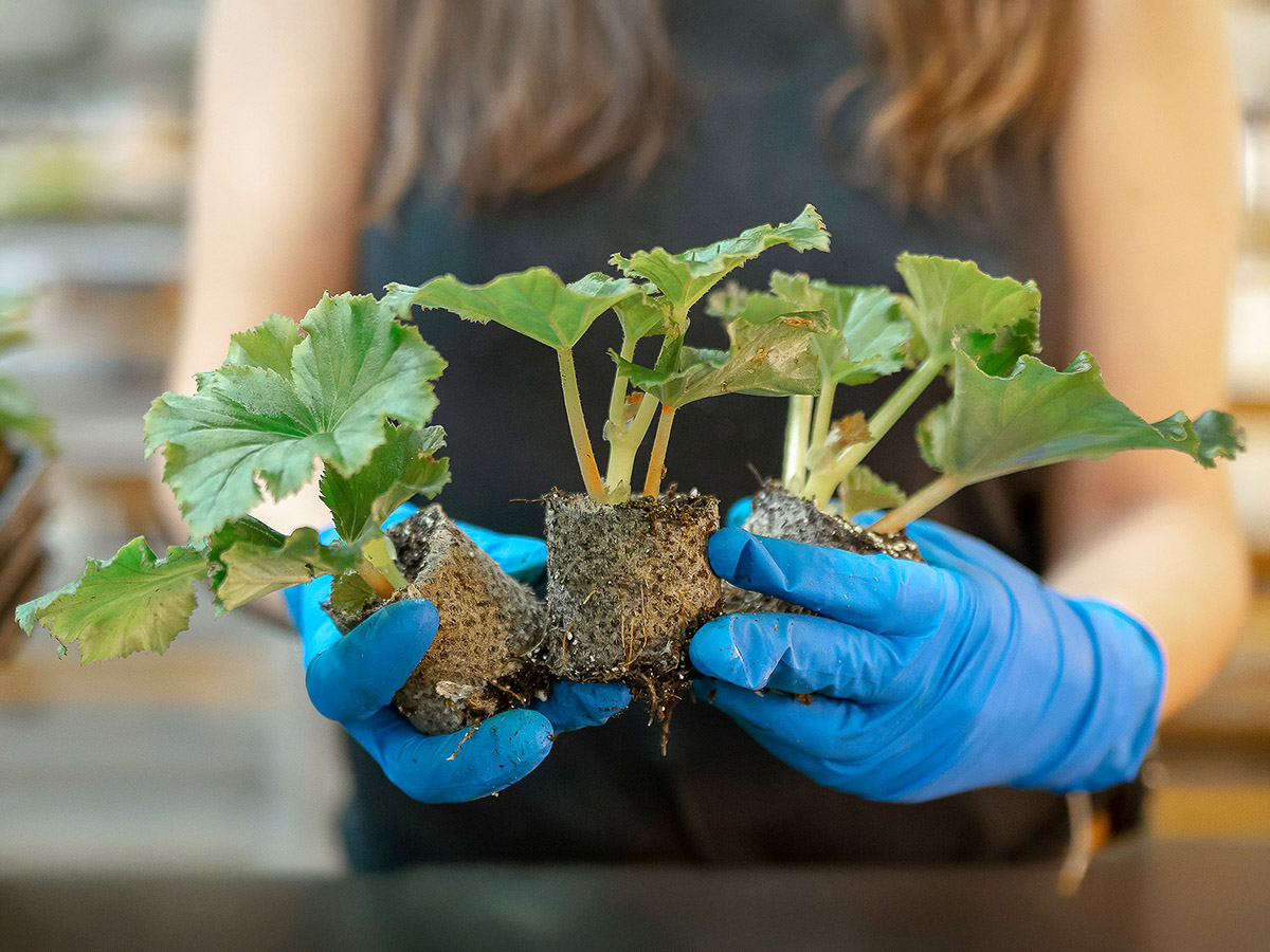 Koppe Begonia three rooted young plants in greenhouse