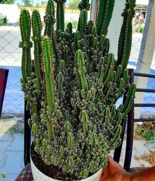 7 Cacti That Will Look Great in Your Plant Collection Fairy Castle Cactus
