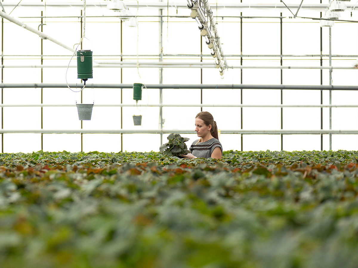 Koppe Begonia woman with Begonia young plants in greenhouse