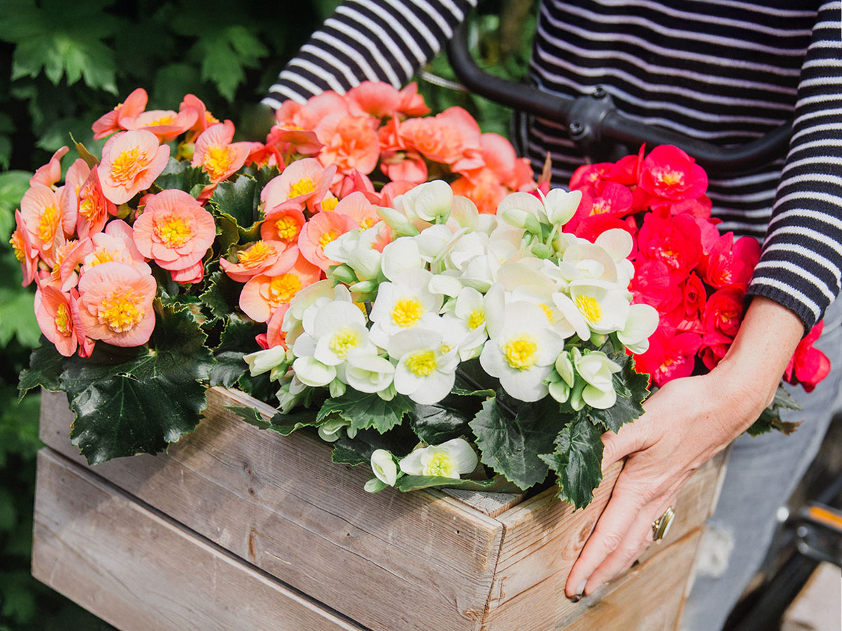 Woman with bicycle basket with Begonias