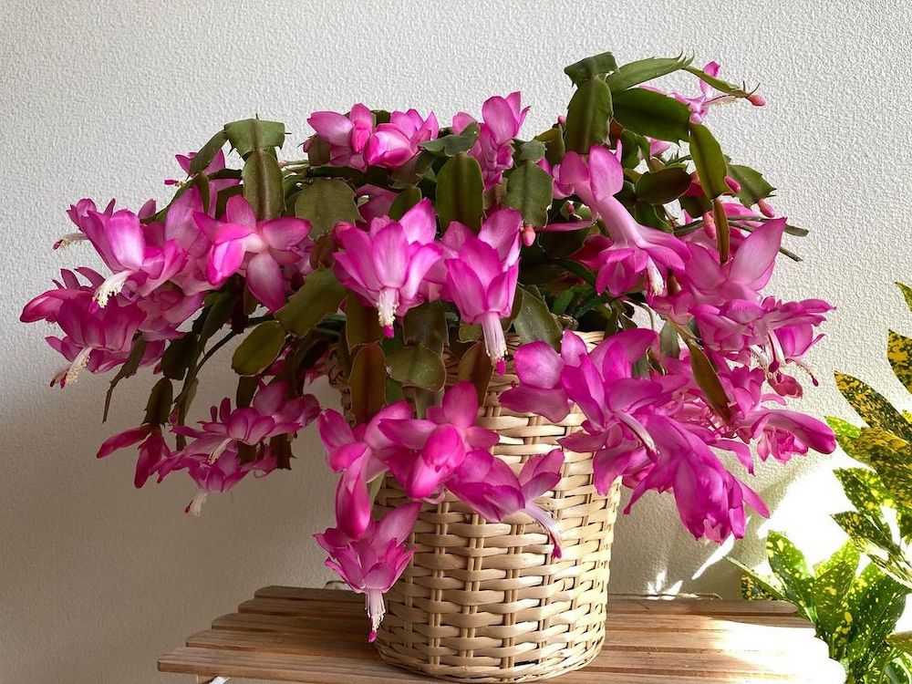 Indoor Cactus Schlumbergera Buckleyi