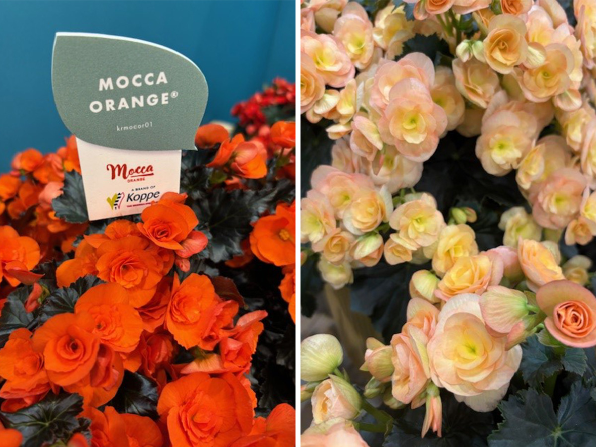 Begonia Mocca Orange Hailey Sunset at IPM 2025