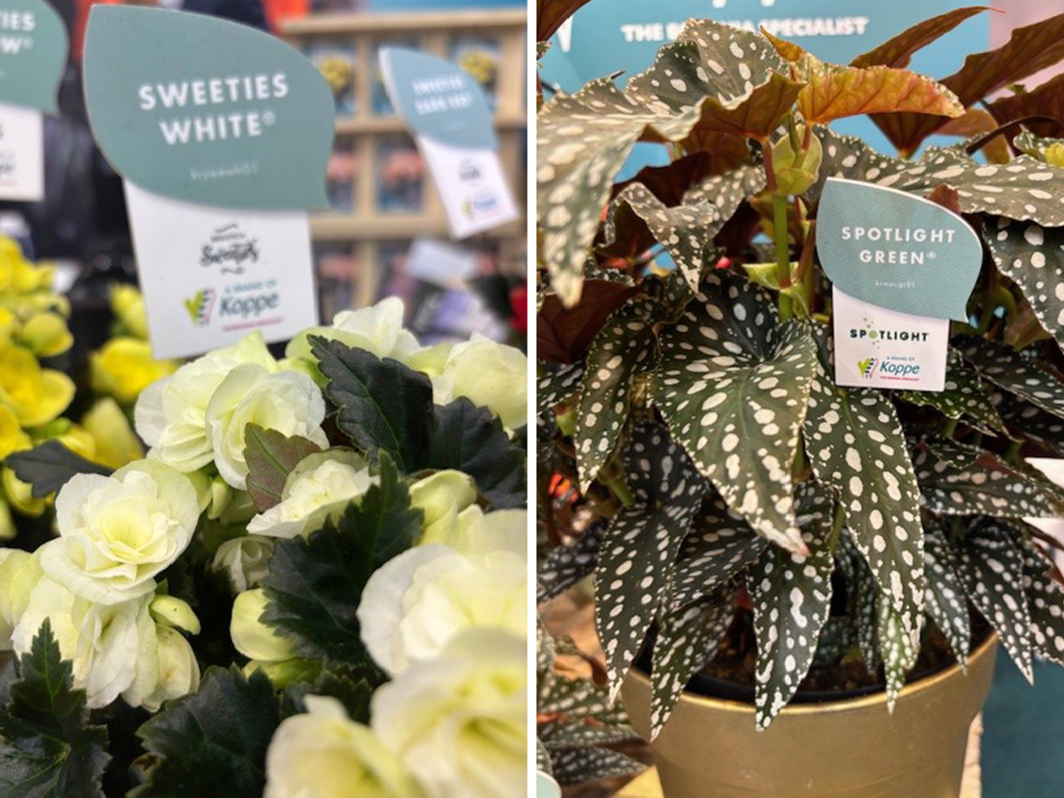 Begonia Sweeties White Spotlight Green at IPM 2025