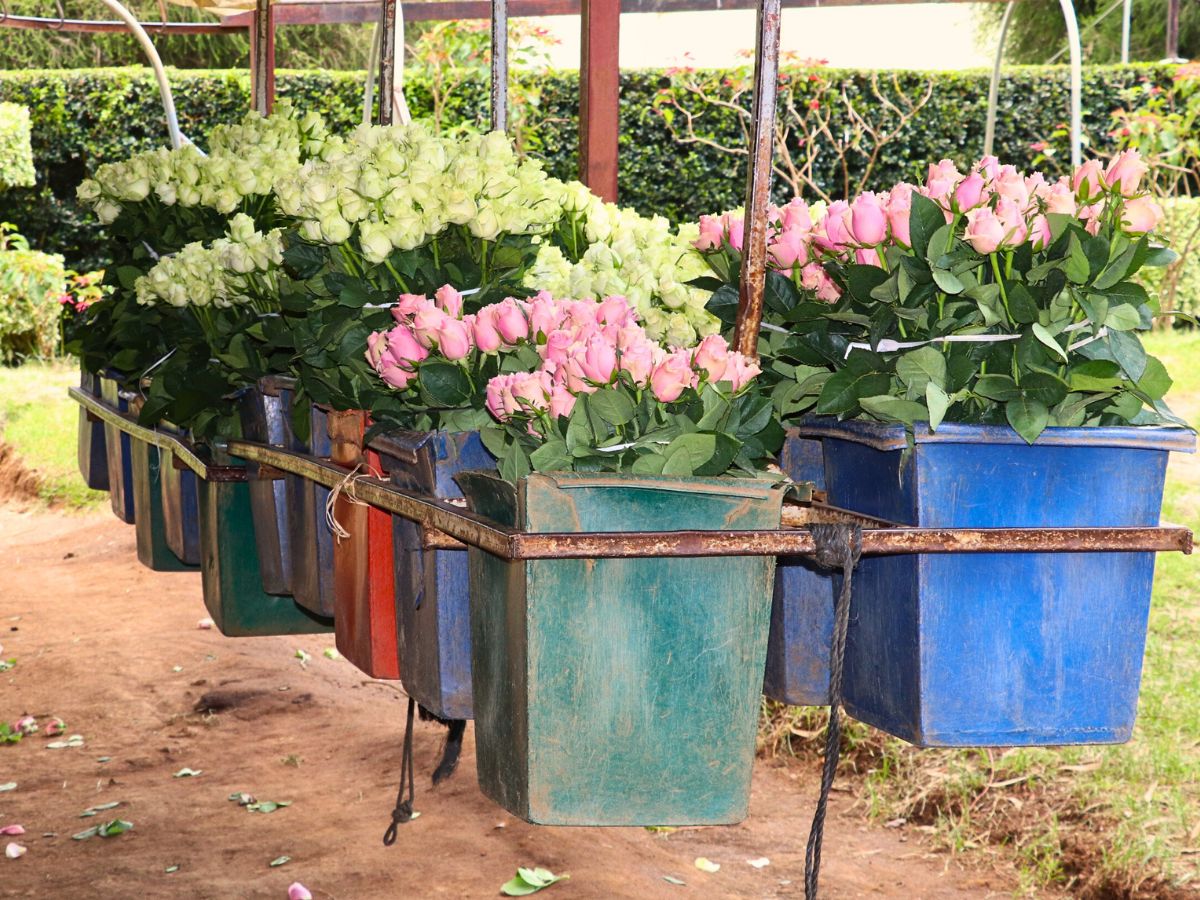 Kenya Flower Council Showcases Kenya’s Floriculture Sustainability Efforts Through Different Campaigns