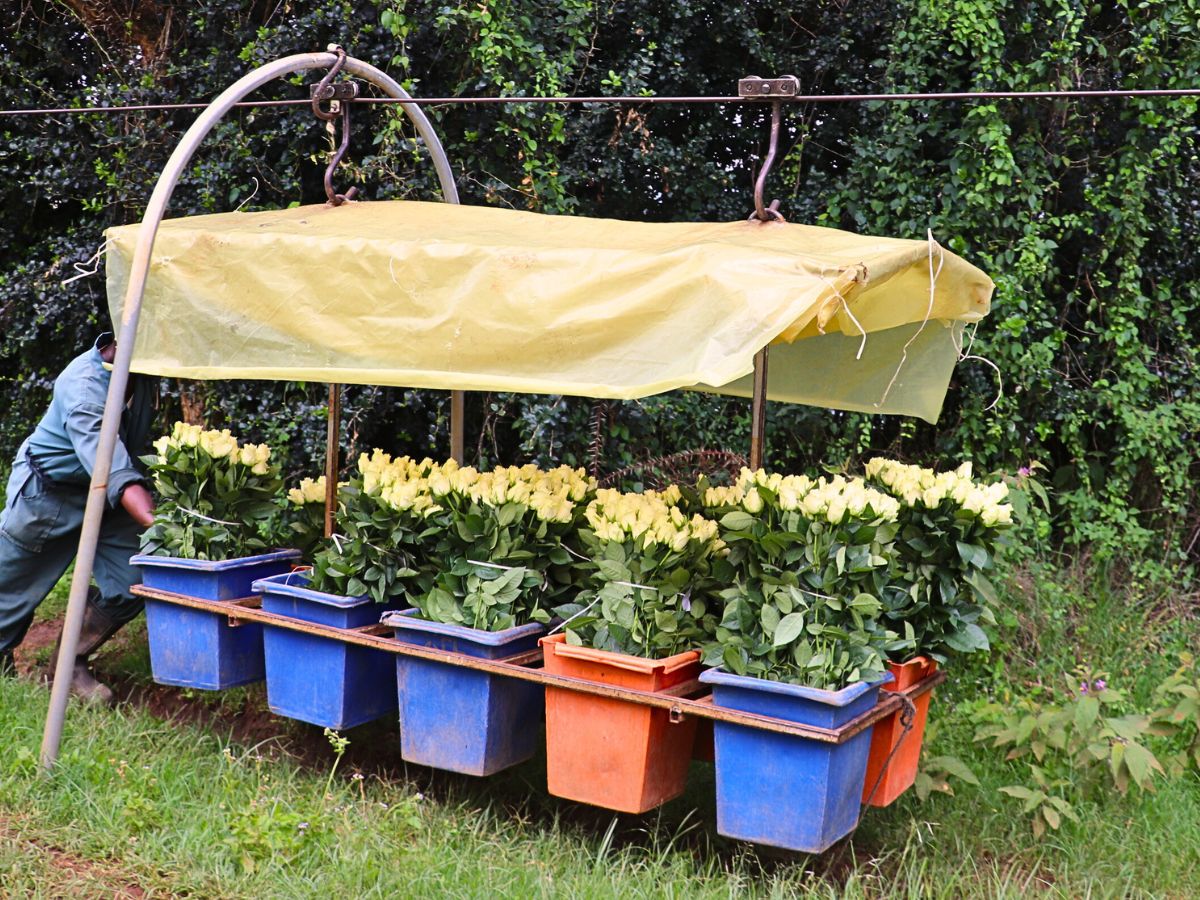 Kenya Flower Council Showcases Kenya’s Floriculture Sustainability Efforts Through Different Campaigns