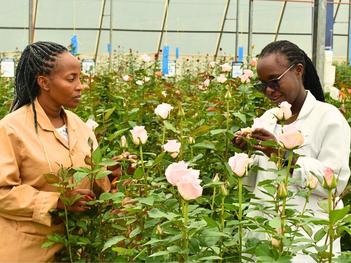 Kenya Flower Council Showcases Kenya’s Floriculture Sustainability Efforts Through Different Campaigns