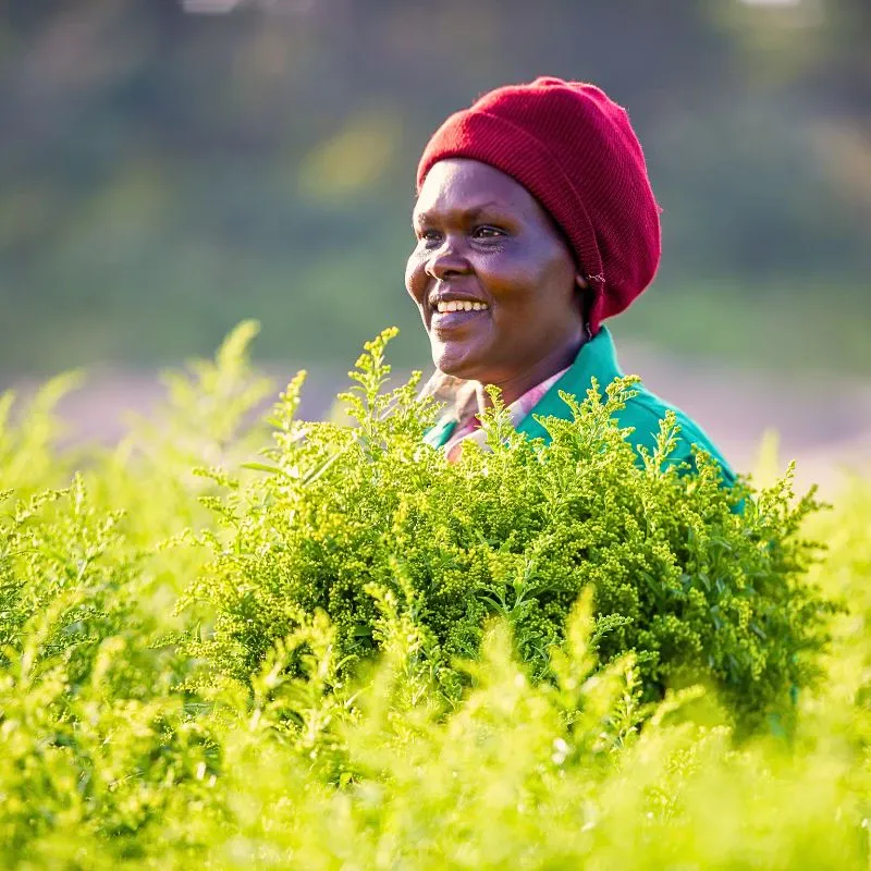 Kenya Flower Council Showcases Kenya’s Floriculture Sustainability Efforts Through Different Campaigns