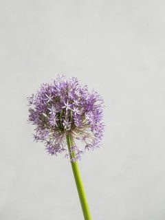 9 classic summer flowers - funnyhowflowersdothat - allium - on Thursd