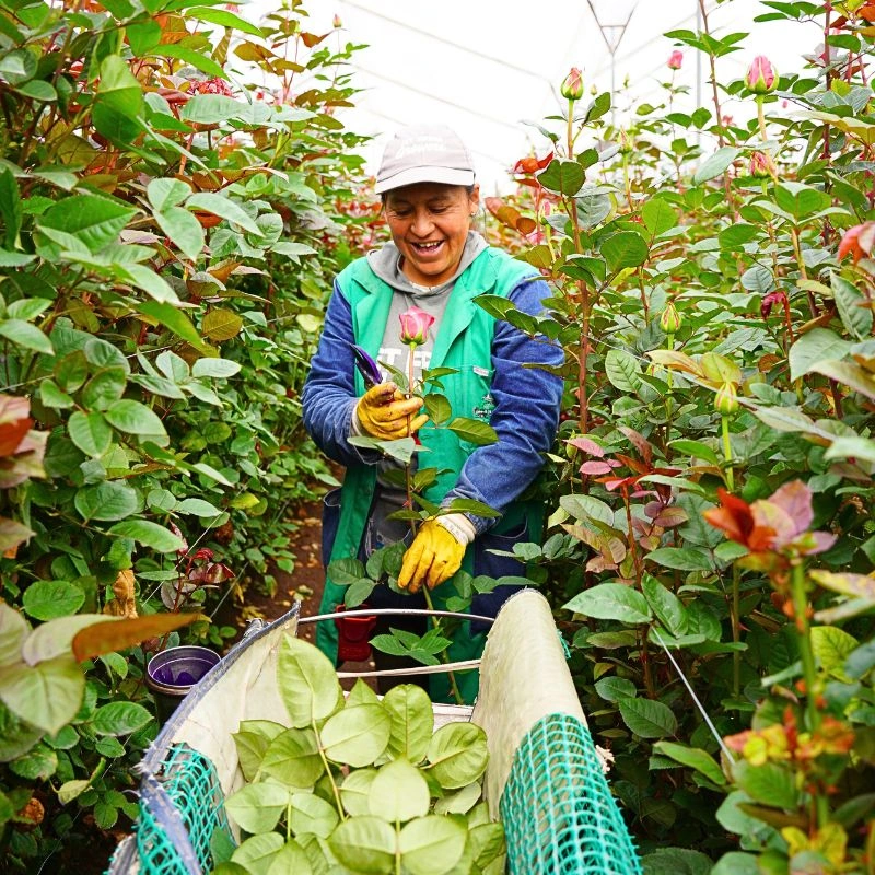 Cutting roses in a farm