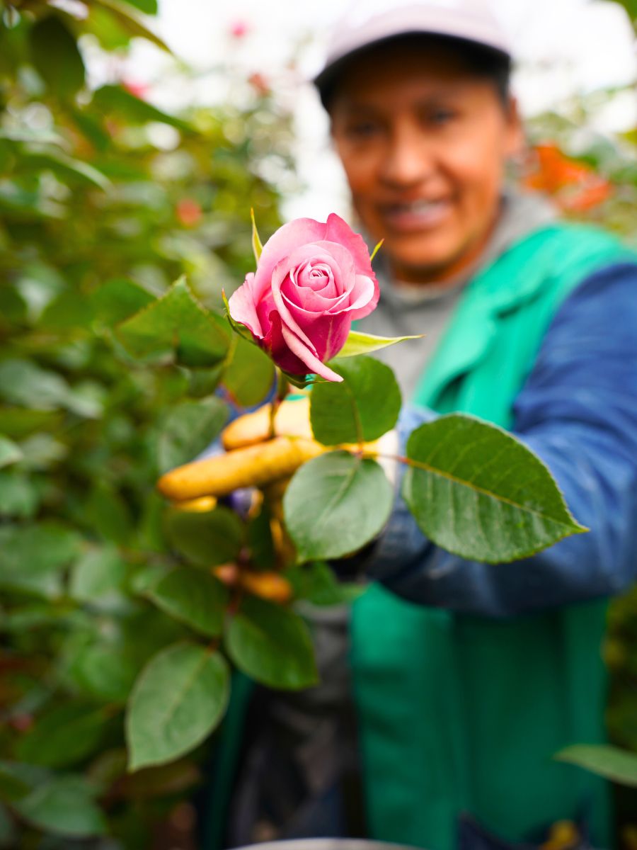 Fresh pink rose from Ecuador