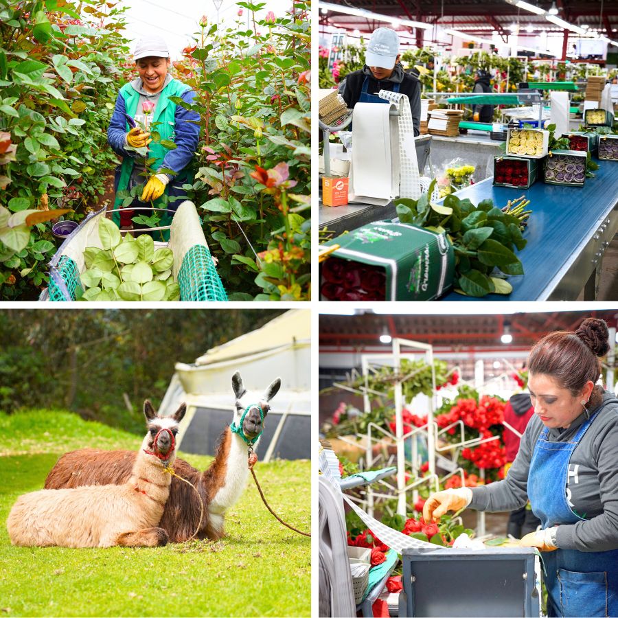 Floral packing and llama views at the new farm