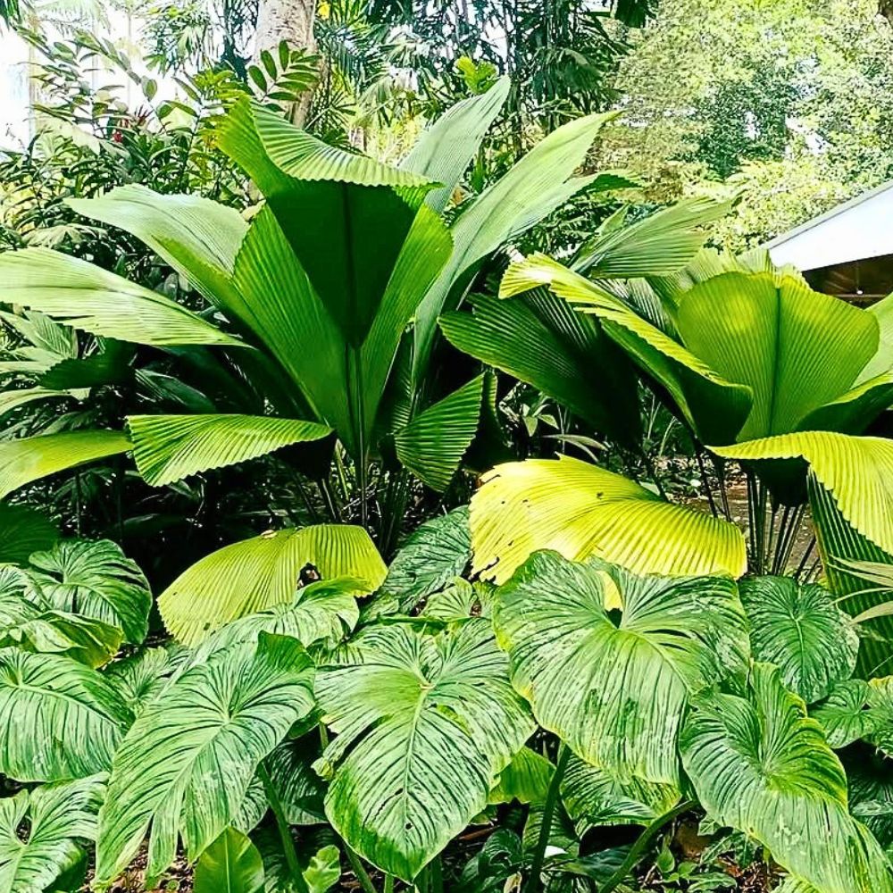 Joey Palm Trees growing in a garden