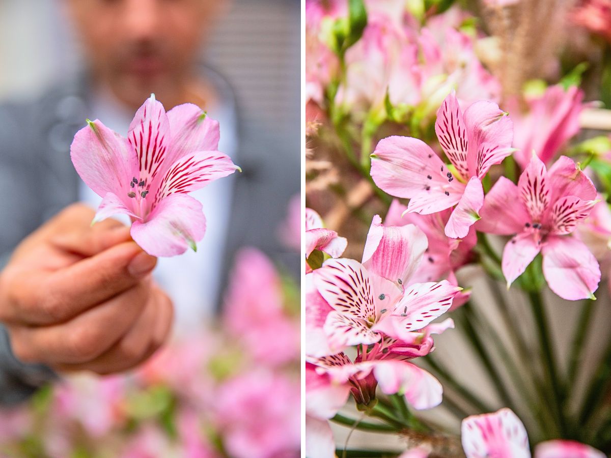 Dmitry Turcan Design With Tesselaar Alstroemeria’s Alstro Special Line Crafted for Those Special Occasions