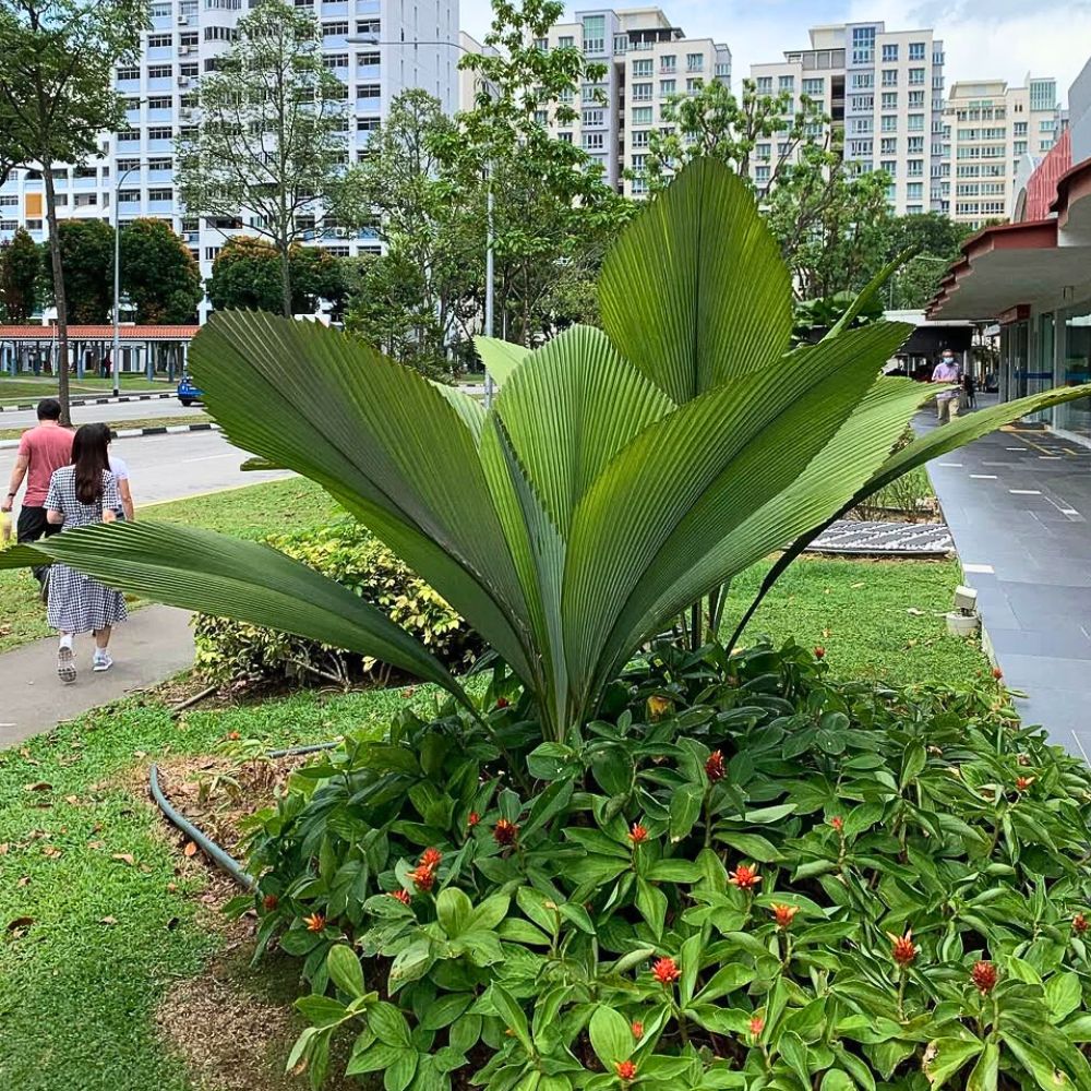 The beautiful joey palm tree in landscaping