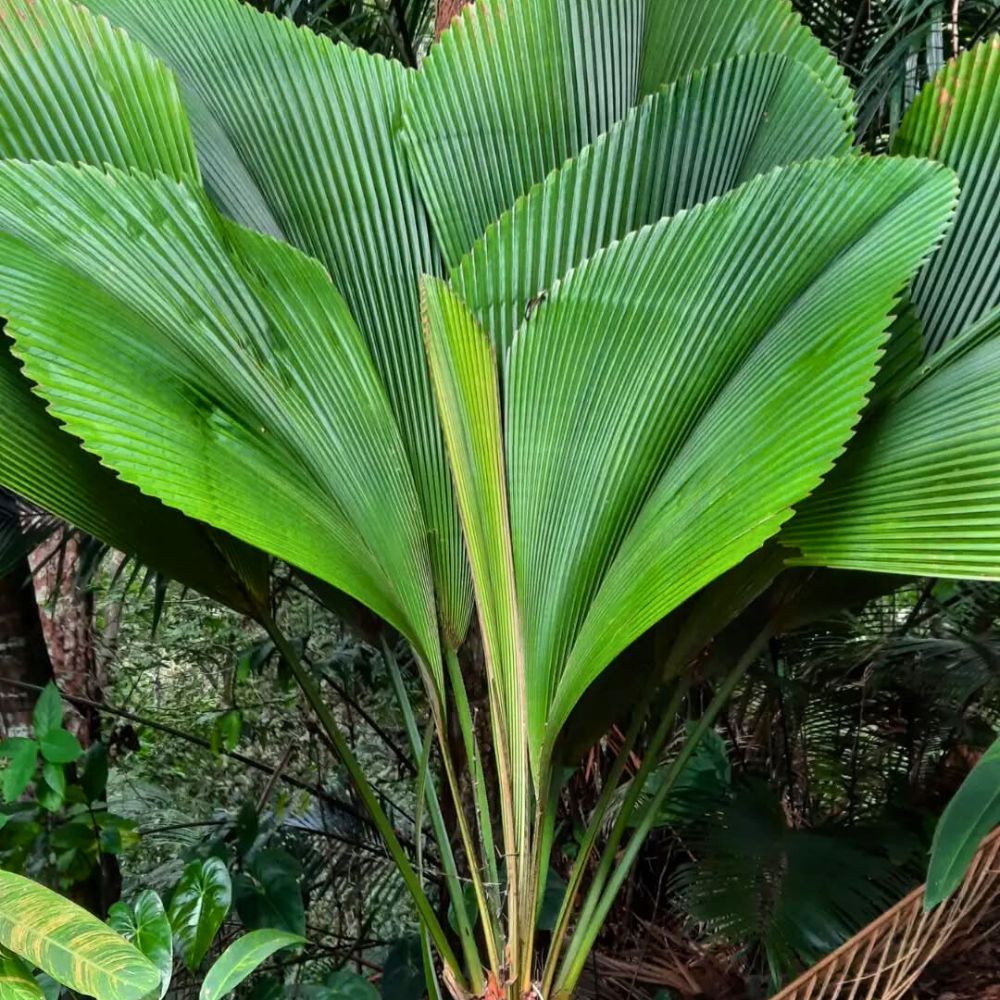 leaves of a joey palm tree