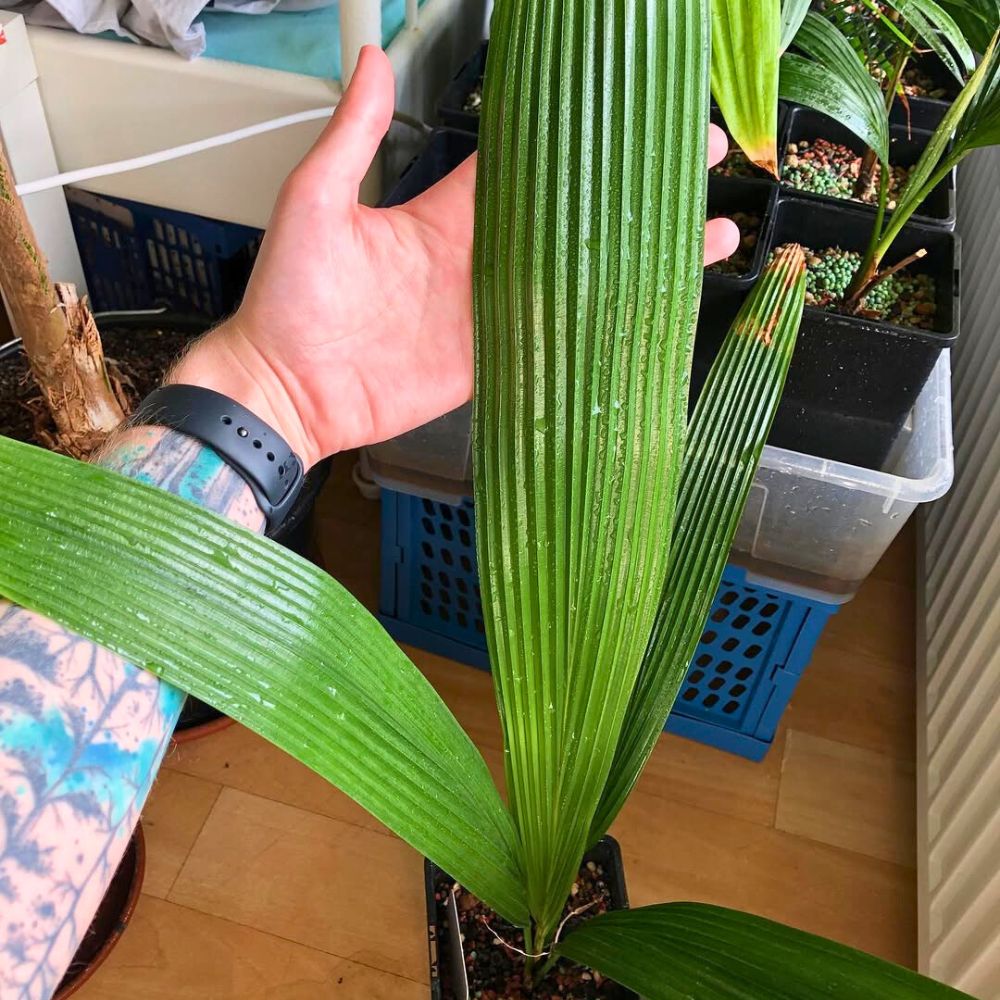 growing the diamond joey palm indoors