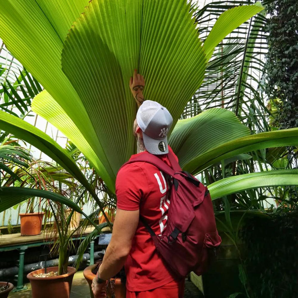 man staring at a healthy growing joey palm