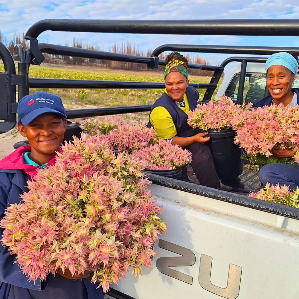 Bugler’s Post Farms Delivers Exceptional Array of Cape Flora for Adomex’s OrcaExotics Label