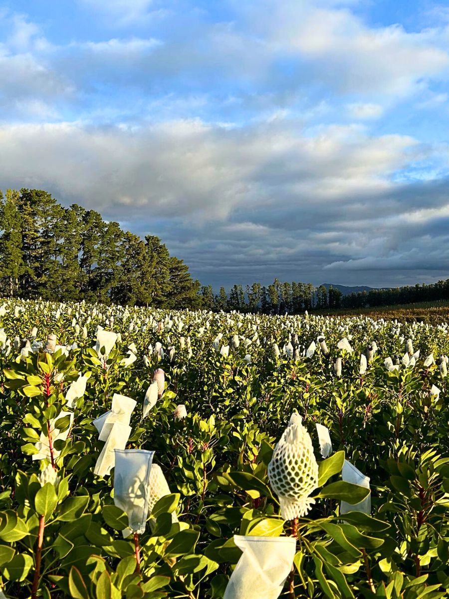 Bugler’s Post Farms Delivers Exceptional Array of Cape Flora for Adomex’s OrcaExotics Label