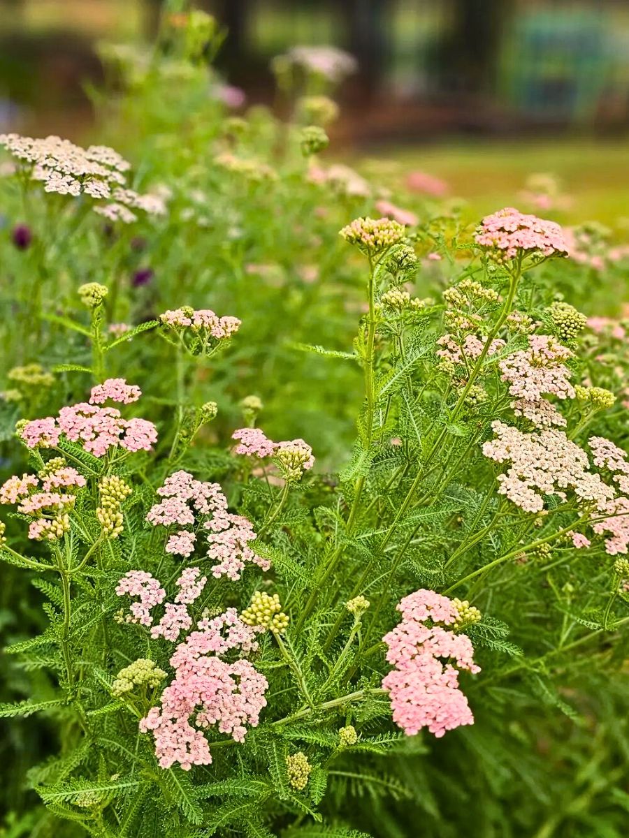 Low-Maintenance Perennials for the Lazy Gardener