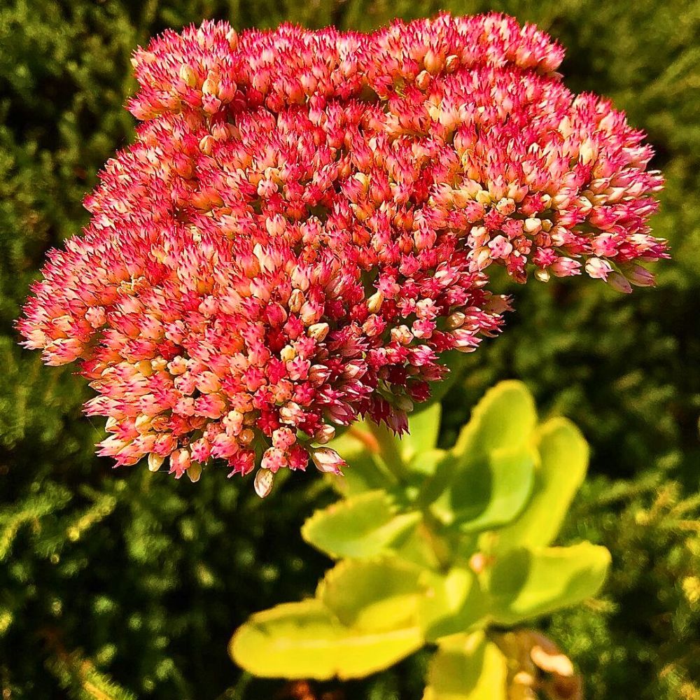 Low-Maintenance Perennials for the Lazy Gardener