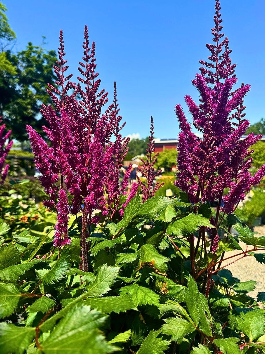 Low-Maintenance Perennials for the Lazy Gardener