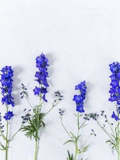 9 classic summer flowers - funnyhowflowersdothat - delphinium - on Thursd