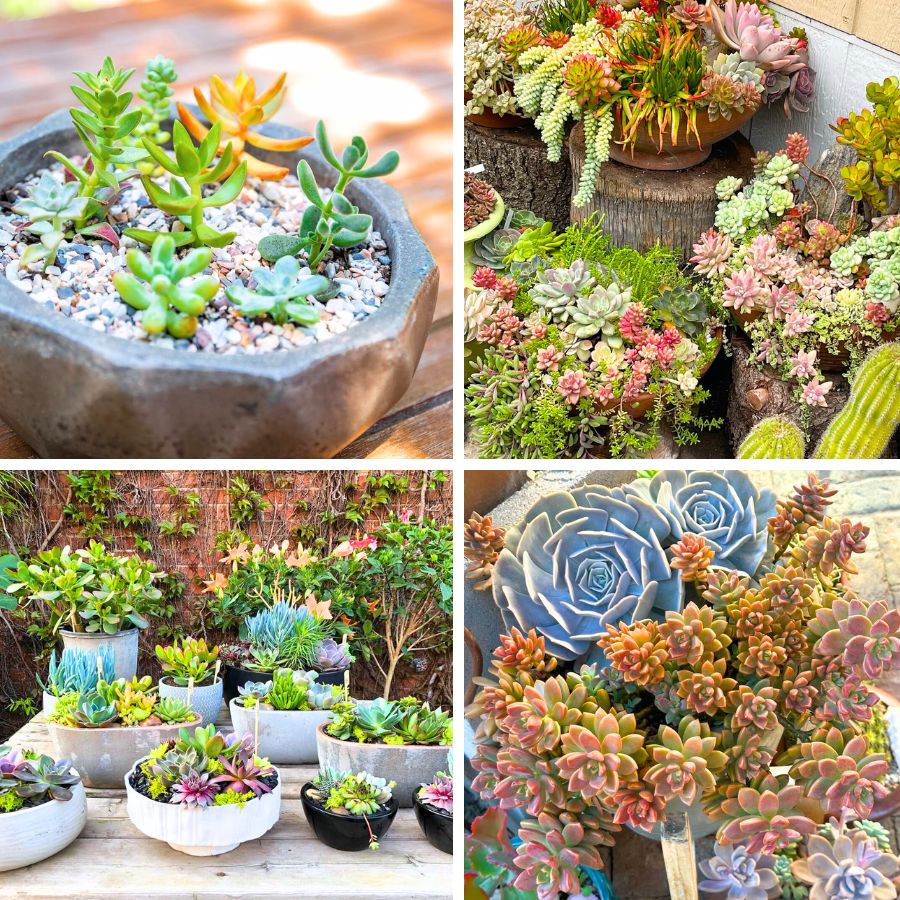 Succulent love in different shapes and textures